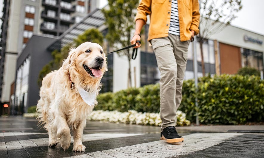 Pawsitive Adventures and Peaceful Pads The Best Care for Your Furry Friends
